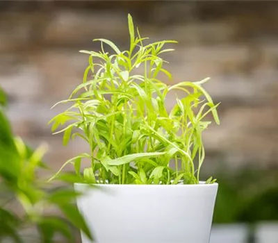 Artemisia dracunculus