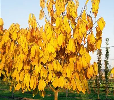 Asimina triloba 'Sunflower'