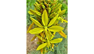 Goldwurz