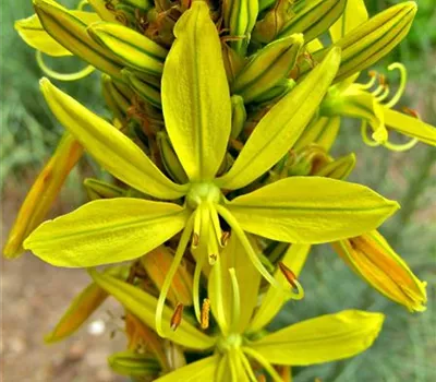 Asphodeline lutea