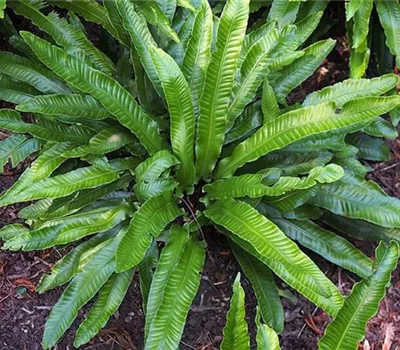 Asplenium scolopendrium