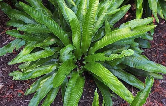 Asplenium scolopendrium