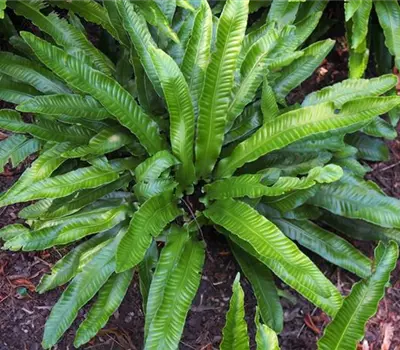 Asplenium scolopendrium