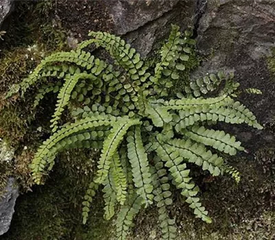 Asplenium trichomanes