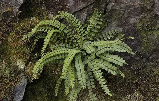 Asplenium trichomanes