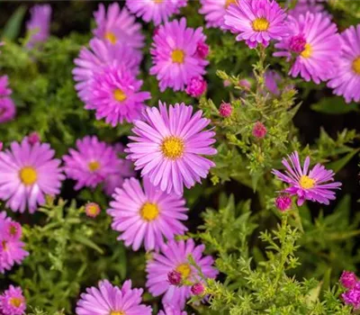 Aster (Dumosus-Gruppe) 'Jenny'