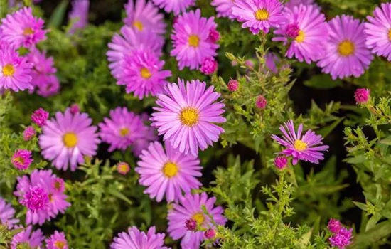 Aster (Dumosus-Gruppe) 'Jenny'