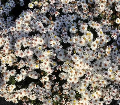 Aster (Dumosus-Gruppe) 'Kristina'