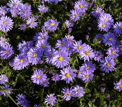 Aster (Dumosus-Gruppe) 'Prof. Anton Kippenberg'
