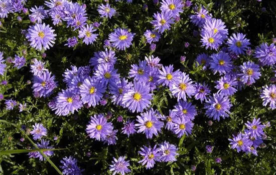 Aster (Dumosus-Gruppe) 'Prof. Anton Kippenberg'
