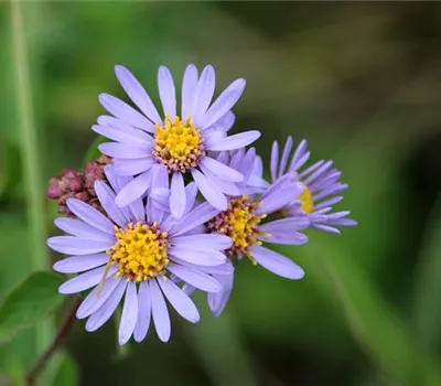 Aster amellus 'Mira'