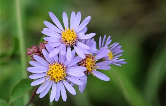 Aster amellus 'Mira'