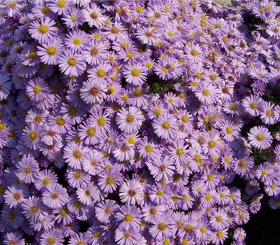 Aster amellus 'Rosa Erfüllung'