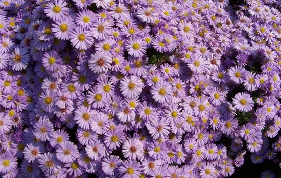 Aster amellus 'Rosa Erfüllung'