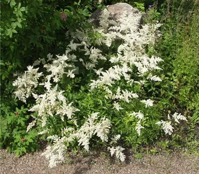 Astilbe (Arendsii-Gruppe) 'Brautschleier'