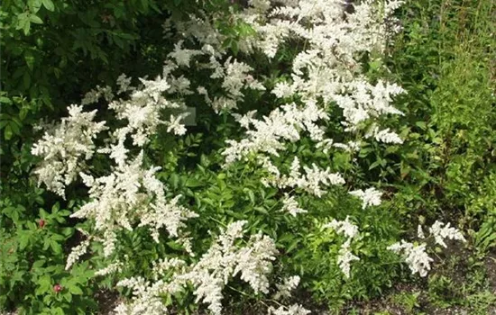 Astilbe (Arendsii-Gruppe) 'Brautschleier'