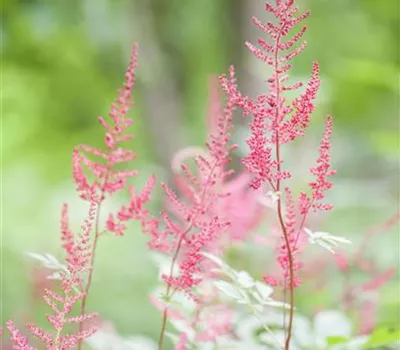 Astilbe (Simplicifolia-Gruppe) 'Sprite'