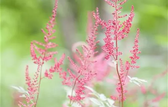 Astilbe (Simplicifolia-Gruppe) 'Sprite'