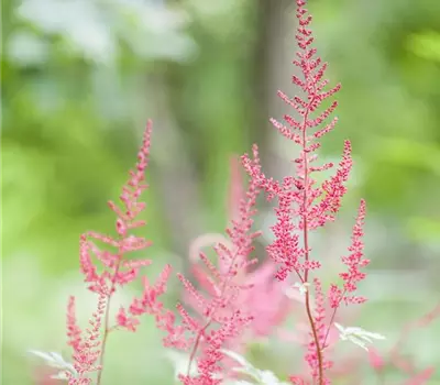 Astilbe (Simplicifolia-Gruppe) 'Sprite'