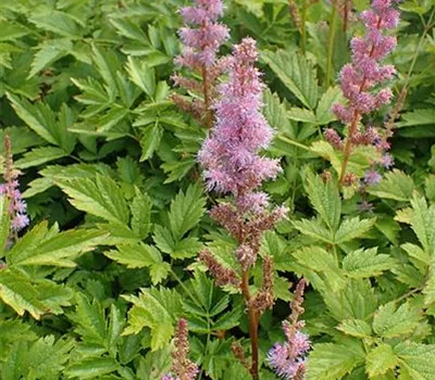 Astilbe chinensis 'Pumila'