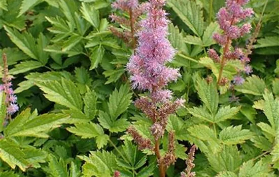 Astilbe chinensis 'Pumila'