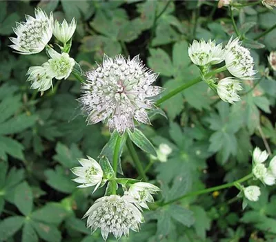 Astrantia major