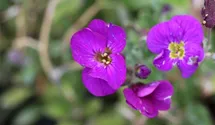 Blaukissen