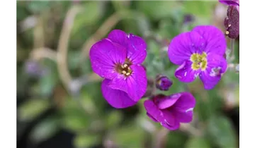 Blaukissen
