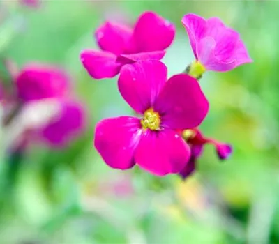 Aubrieta 'Cascade Red'