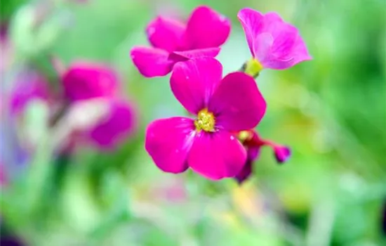 Aubrieta 'Cascade Red'