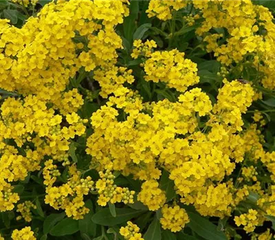 Aurinia saxatilis 'Goldkugel'