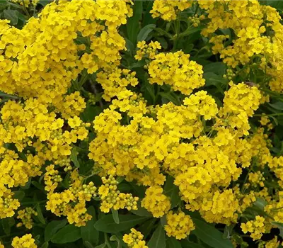 Aurinia saxatilis 'Goldkugel'