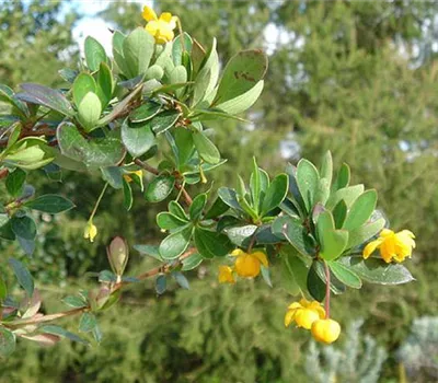 Berberis buxifolia 'Nana' Berberis buxifolia 'Nana'