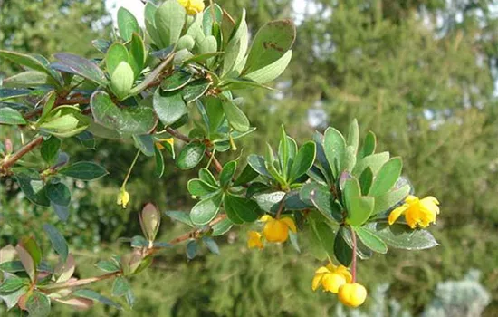 Berberis buxifolia 'Nana'