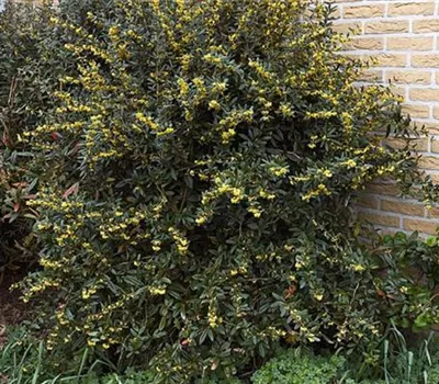 Berberis juliane