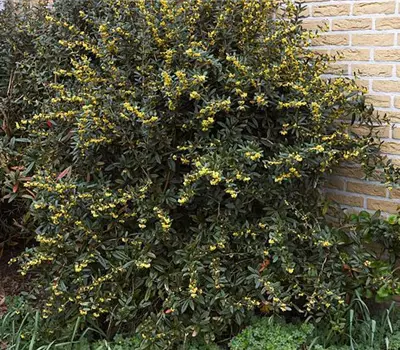 Berberis juliane