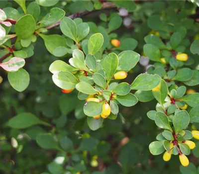 Berberis thunbergii