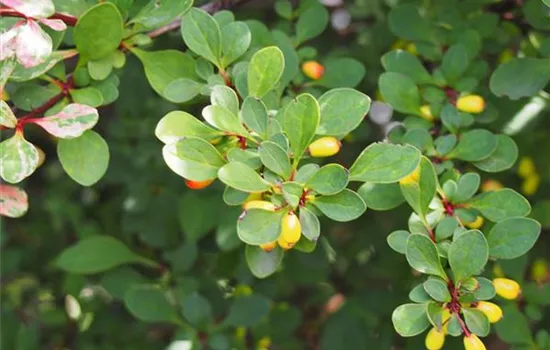 Berberis thunbergii
