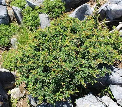 Berberis thunbergii