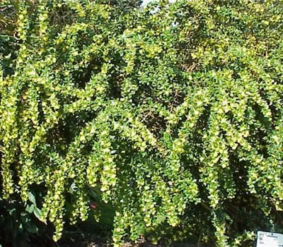 Berberis verruculosa