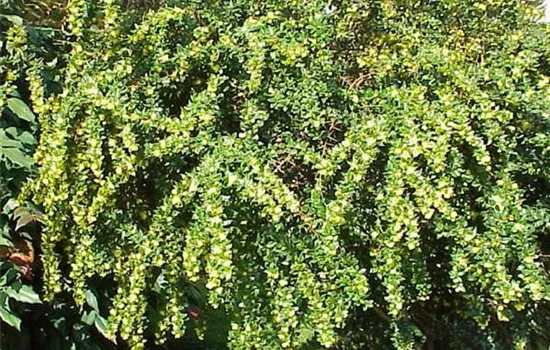 Berberis verruculosa