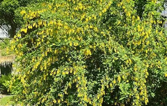 Berberis vulgaris