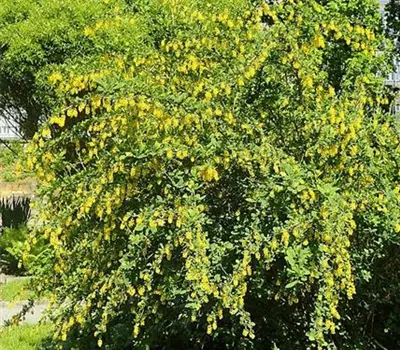 Berberis vulgaris