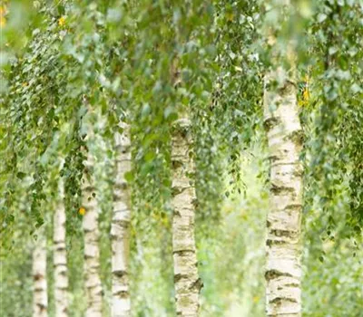 Betula utilis 'Doorenbos'