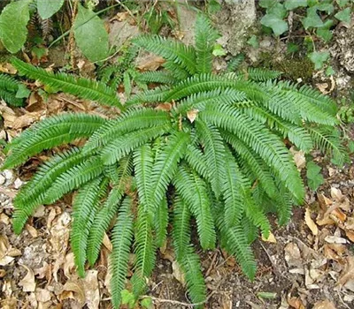 Blechnum spicant