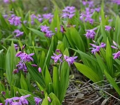 Bletilla striata