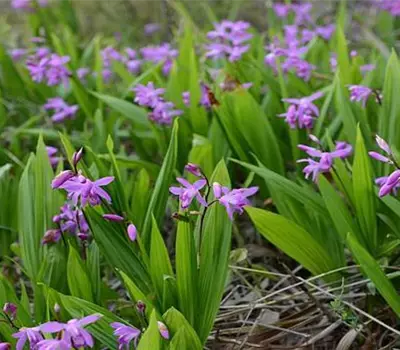 Bletilla striata