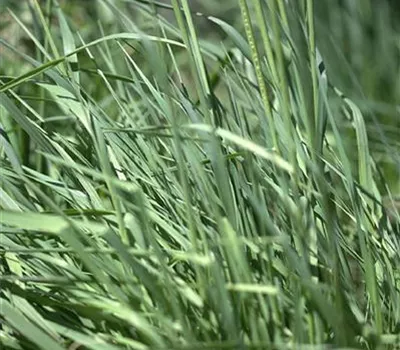 Briza media 'Limouzi'