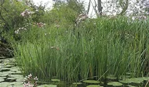 Schwanenblume, Blumenbinse