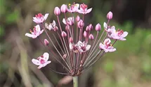Schwanenblume, Blumenbinse